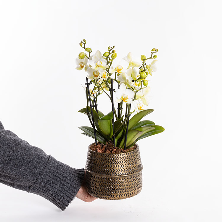 Lausanne Gold — görsel 4